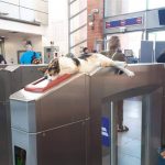 Gatito sorprende como «guardia» del Metro