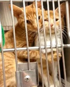 Gatitos hermanos sorprenden en redes sociales