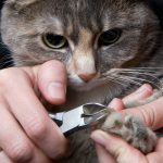 Nueva York quiere prohibir la extirpación de las uñas de los gatitos