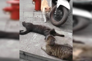 «Manos al Fuego» gatuno es furor en Internet