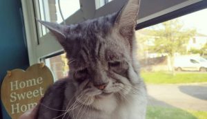 Gatito con extraña enfermedad enternece las redes sociales