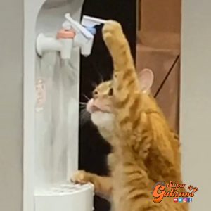Gato que toma agua de un dispensador sorprende en redes sociales
