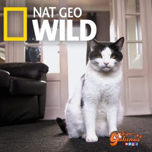 Aprendamos con “El Lado Salvaje de los Gatos”