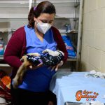 Joven amante de los felinos diseña corsé a bajo costo para gatas recién esterilizadas