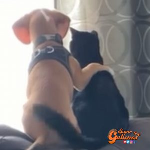 Tierno video de un perro abrazando a un gato emociona en las redes sociales