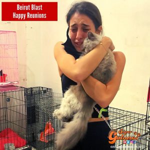Imágenes del reencuentro de gatos con sus cuidadores después de la explosión en Beirut emociona en las redes sociales