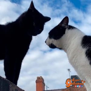 Animada conversación entre dos gatos sorprende en redes sociales