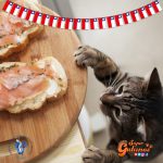 Colegio Médico Veterinario advierte sobre los peligros con nuestros gatos en Fiestas Patrias