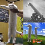 Muere el famoso “Long Cat”, mundialmente conocido por los memes en redes sociales
