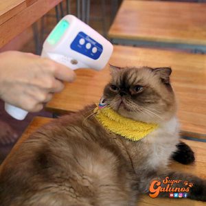 Estudio revela que los gatos se infectan de Covid-19, pero no contagian a humanos