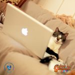 El Colegio Médico Veterinario invita a participar del curso virtual “Potenciando el Vínculo y la Tenencia Responsable de Animales de Compañía”