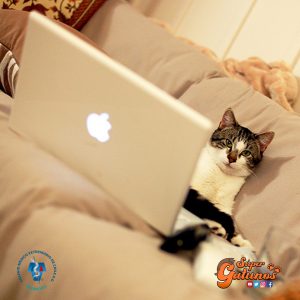 El Colegio Médico Veterinario invita a participar del curso virtual “Potenciando el Vínculo y la Tenencia Responsable de Animales de Compañía”