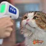 Los gatos podría ser la llave de la vacuna contra el Coronavirus para los humanos