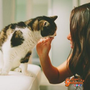 Estudio revela por primera vez la forma cómo comunicarnos con nuestros gatos