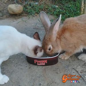 Tierna relación de amistad entre un gato y un conejo sorprende en redes sociales