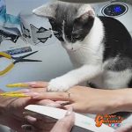 Gato “manicurista” sorprende en redes sociales por ayudarle a su cuidadora a limar las uñas de sus clientas