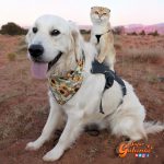 La impresionante historia de amistad entre un gato y un perro que asombra en redes sociales