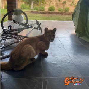 Rescatan a un joven Puma en condominio de Las Condes