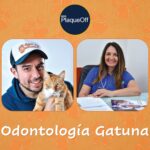 Los mitos de las caries en nuestros gatos