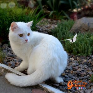 Advierten sobre el peligro de atragantamiento en gatos por tragarse una polilla