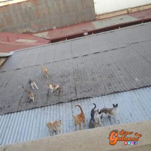 Denuncian a dueña de un hostal en Viña del Mar por matar a gatos con azufre y soda caustica