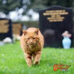 Crean la primera funeraria para mascotas en Chile