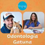 Consecuencias de la enfermedad periodontal en gatos