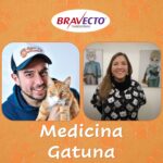 ¿Cómo podemos prevenir la Leucemia Felina en nuestros gatos?