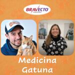 Otros cuidados de los gatos en primavera