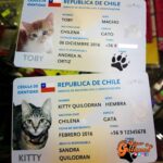 Empresa de tecnología propone crear en Chile una cédula de identidad para mascotas