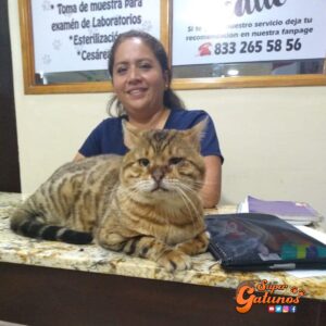 Confunden a un gato con un leopardo y causa alarma en un parque de México