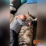 Tierno video de un pequeño durmiendo con su gatito emociona en las redes sociales