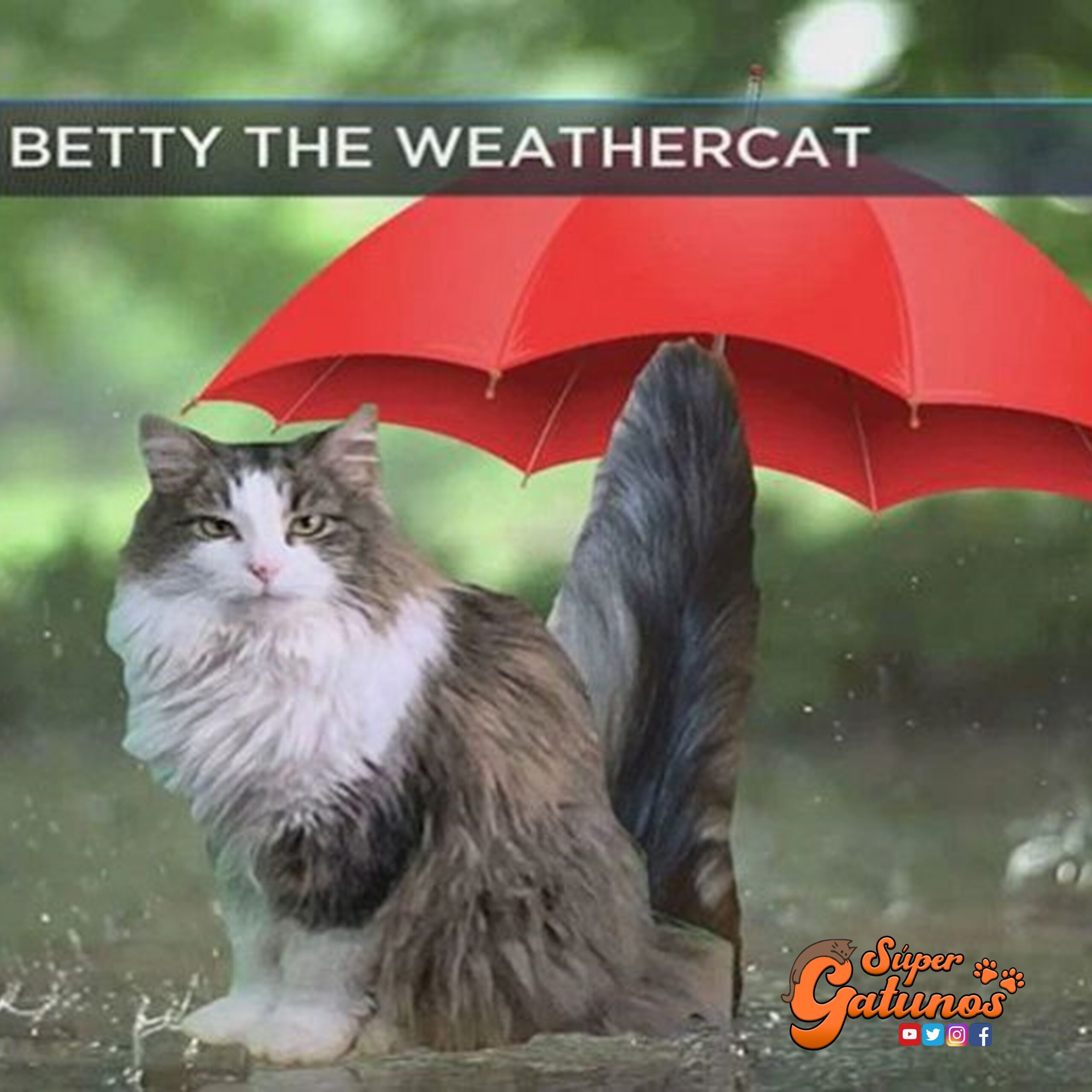 Conoce a la famosa “gata del clima” quien se trasformó en toda una celebridad en la televisión estadounidense