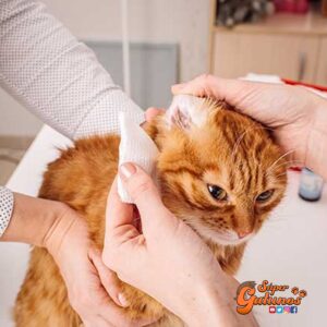Sabías que otitis es una de las enfermedades que se presenta más comúnmente en nuestros gatos