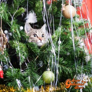 Encuentra el regalo para tu gato en nuestra nueva «Tienda Gatuna»