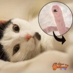 Sabías que los gusanos redondos son uno de los parásitos internos que se presenta más comúnmente en nuestros gatos