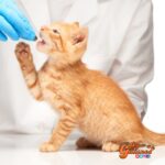 Sabías que los anquilostomas son uno de los parásitos internos que se presenta más comúnmente en nuestros gatos