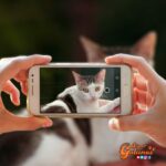 Nueva aplicación para celulares reconoce la raza de tu gato con solo una foto