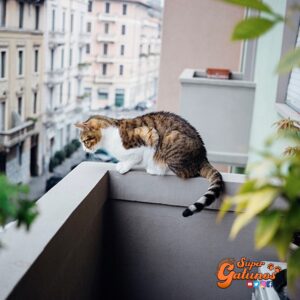 Advierten sobre aumento de caídas de mascotas desde balcones de edificios en Santiago
