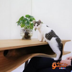 Crean en China escritorio ideal para que podamos teletrabajar con nuestro gato en casa
