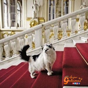 Médico francés hereda su fortuna a 70 gatos que viven en el famoso museo ruso Hermitage