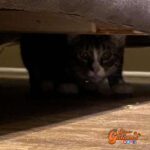 Mujer compra un sofá usado y luego descubre que un gatito estaba escondido en su interior