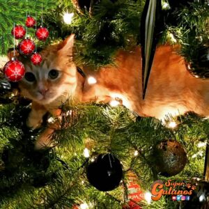 Sabías que uno de los trucos para evitar que nuestros gatos ataquen el árbol de Navidad es fijar bien firme la base para evitar accidentes