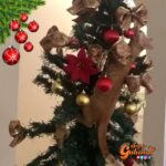 Nuevo video de un gatito trepando el árbol de Navidad da la vuelta al mundo