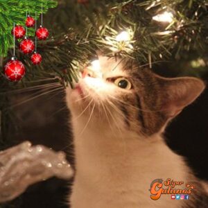 Sabías que uno de los trucos para evitar que nuestros gatos ataquen el árbol de Navidad es elegir con pensamiento gatuno los adornos