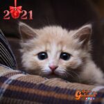 Sabías que la noche de Año Nuevo es la fecha donde más gatos se escapan de sus casas como efecto del ruido de los fuegos artificiales