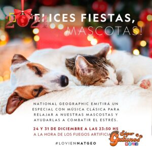 Sabías que los fuertes estruendos de los fuegos artificiales afectan el bienestar de nuestros gatos causándoles estrés y ansiedad