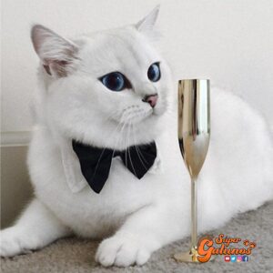 ¡Feliz Año Nuevo Gatunos!
