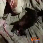 Bomberos salvan la vida de un gatito tras rescatarlo de un incendio en México