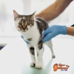Farmacia Comunitaria de Providencia ahora vende medicamentos para gatos